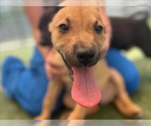 German Shepherd Dog-Unknown Mix Dogs for adoption in Texas City, TX, USA