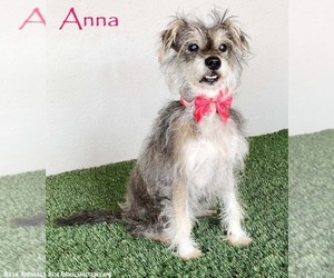 Miniature Schnauzer-Unknown Mix Dogs for adoption in San Diego, CA, USA