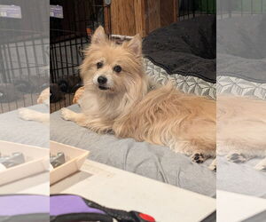 American Eskimo Dog-Pembroke Welsh Corgi Mix Dogs for adoption in Aurora, CO, USA