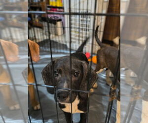 Mutt Dogs for adoption in Westwood, NJ, USA