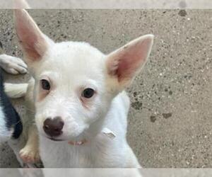 Mutt Dogs for adoption in Redwood City, CA, USA