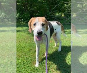 English Foxhound Dogs for adoption in Baltimore, MD, USA