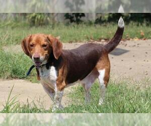 Beagle Dogs for adoption in Bardstown, KY, USA