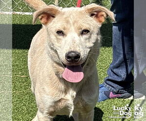 Labrador Retriever-Unknown Mix Dogs for adoption in Washington, DC, USA