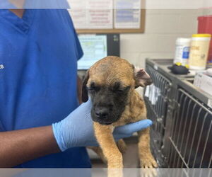 Pug-Unknown Mix Dogs for adoption in San Bernardino, CA, USA