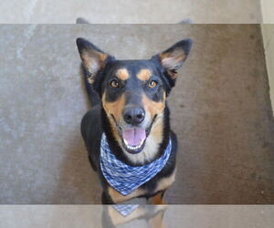 Rottweiler-Unknown Mix Dogs for adoption in McKinney, TX, USA