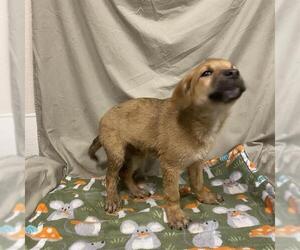 German Shepherd Dog-Unknown Mix Dogs for adoption in Modesto, CA, USA