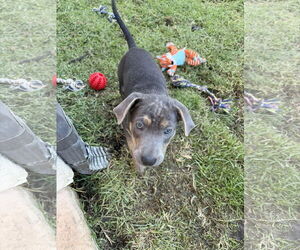 Mutt Dogs for adoption in San Diego, CA, USA