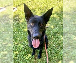 Mutt Dogs for adoption in Sacramento, CA, USA