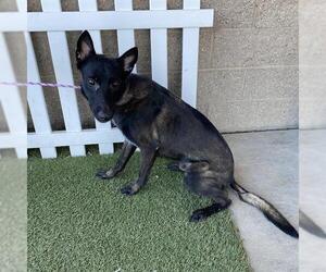 Mutt Dogs for adoption in Modesto, CA, USA