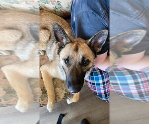 German Shepherd Dog-Unknown Mix Dogs for adoption in Imlay City, MI, USA