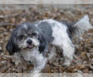 Shih Tzu Dogs for adoption in Placerville, CA, USA