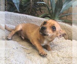 Chiweenie Dogs for adoption in phoenix, AZ, USA