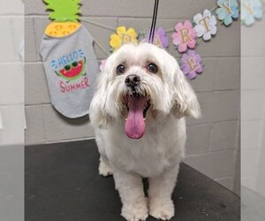 Maltese-Unknown Mix Dogs for adoption in Las Vegas, NV, USA