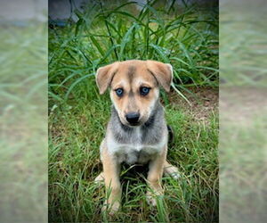 Huskies -Unknown Mix Dogs for adoption in Pleasanton, TX, USA