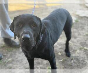 Labrador Retriever-Unknown Mix Dogs for adoption in Tulsa, OK, USA