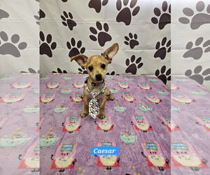 Chiweenie Dogs for adoption in Metairie, LA, USA