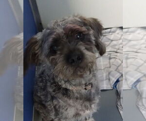 Poodle (Standard)-Unknown Mix Dogs for adoption in Oakland Park, FL, USA