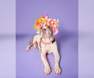 American Staffordshire Terrier Dogs for adoption in Fort Lauderdale, FL, USA
