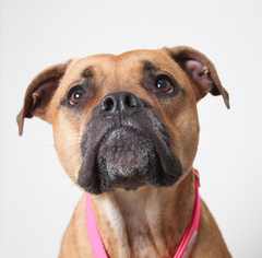 Boxer-Mastiff Mix Dogs for adoption in Eden Prairie, MN, USA