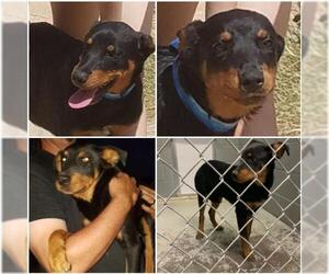Rotterman Dogs for adoption in Midland, TX, USA