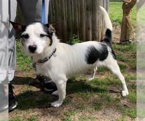 Jack Russell Terrier Dogs for adoption in Calverton, NY, USA