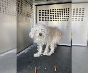 Maltese-Unknown Mix Dogs for adoption in Rowlett, TX, USA