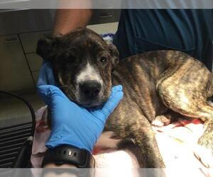 Mastiff-Unknown Mix Dogs for adoption in Riverside, CA, USA