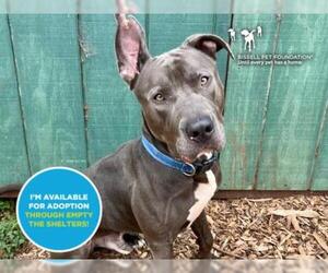 American Pit Bull Terrier-Unknown Mix Dogs for adoption in Santa Cruz, CA, USA