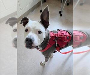 American Pit Bull Terrier Dogs for adoption in Derwood, MD, USA