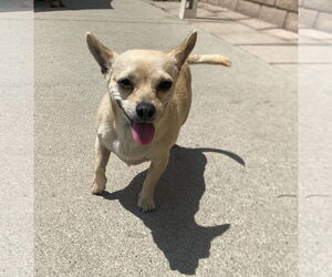 Chihuahua Dogs for adoption in La Verne, CA, USA