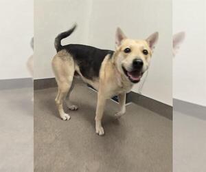 German Shepherd Dog-Unknown Mix Dogs for adoption in HESPERIA, CA, USA