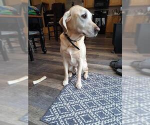 Labrador Retriever Dogs for adoption in Ogden, UT, USA