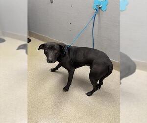 Labrador Retriever-Unknown Mix Dogs for adoption in Las Vegas, NV, USA