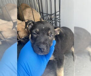 German Shepherd Dog Dogs for adoption in Stockton, CA, USA