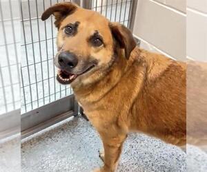 German Shepherd Dog Dogs for adoption in Houston, TX, USA