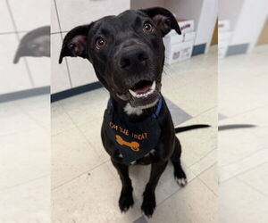 Labrador Retriever-Unknown Mix Dogs for adoption in Brewster, MA, USA