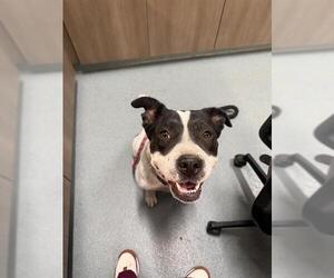 American Pit Bull Terrier Dogs for adoption in Baytown, TX, USA