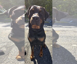 Rottweiler Dogs for adoption in Hillsboro, NH, USA