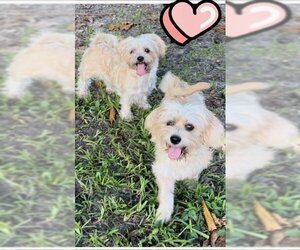 Shih Tzu Dogs for adoption in Weston, FL, USA