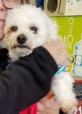 Bichon Frise Dogs for adoption in Pipe Creek, TX, USA