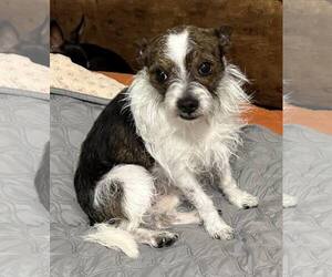 Mutt Dogs for adoption in Pensacola, FL, USA