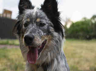 Australian Shepherd Dogs for adoption in Denver, CO, USA