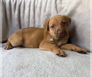 Golden Retriever-Unknown Mix Dogs for adoption in OKLAHOMA CITY, OK, USA