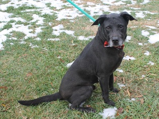 Labrador Retriever Dogs for adoption in Charlotte, NC, USA