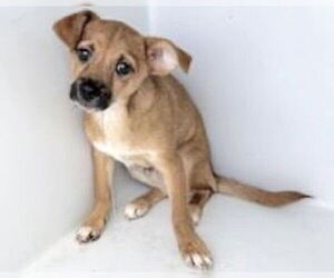 Chihuahua-Unknown Mix Dogs for adoption in Houston, TX, USA