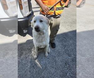 Great Pyrenees Dogs for adoption in San Antonio, TX, USA