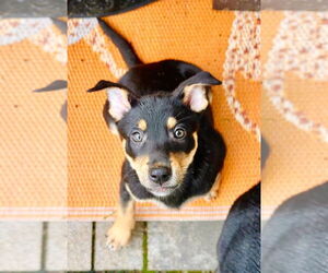 Mutt Dogs for adoption in Minneapolis, MN, USA