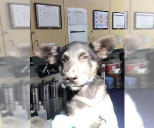 German Shepherd Dog Dogs for adoption in Riverside, CA, USA