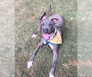 American Staffordshire Terrier-Unknown Mix Dogs for adoption in Holly Springs, NC, USA